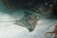 Myliobatis tenuicaudatus