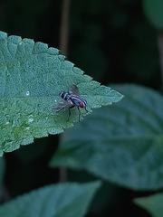 Miltogramminae