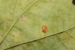 Neuroterus quercusbaccarum