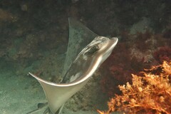 Myliobatis tenuicaudatus