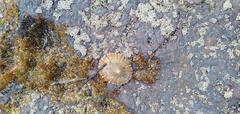 Cellana tramoserica
