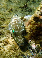 Canthigaster rivulata
