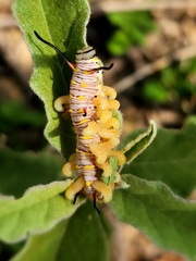 Danaus chrysippus