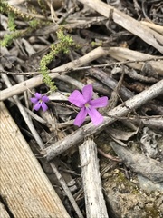 Jamesbrittenia calciphila