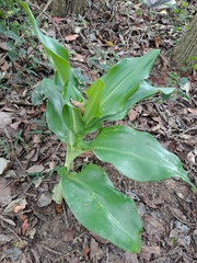 Scadoxus puniceus