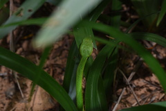 Trimeresurus albolabris