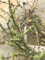 Jamesbrittenia calciphila