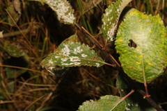 Erysiphe adunca adunca