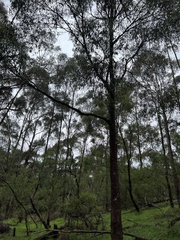 Eucalyptus radiata radiata