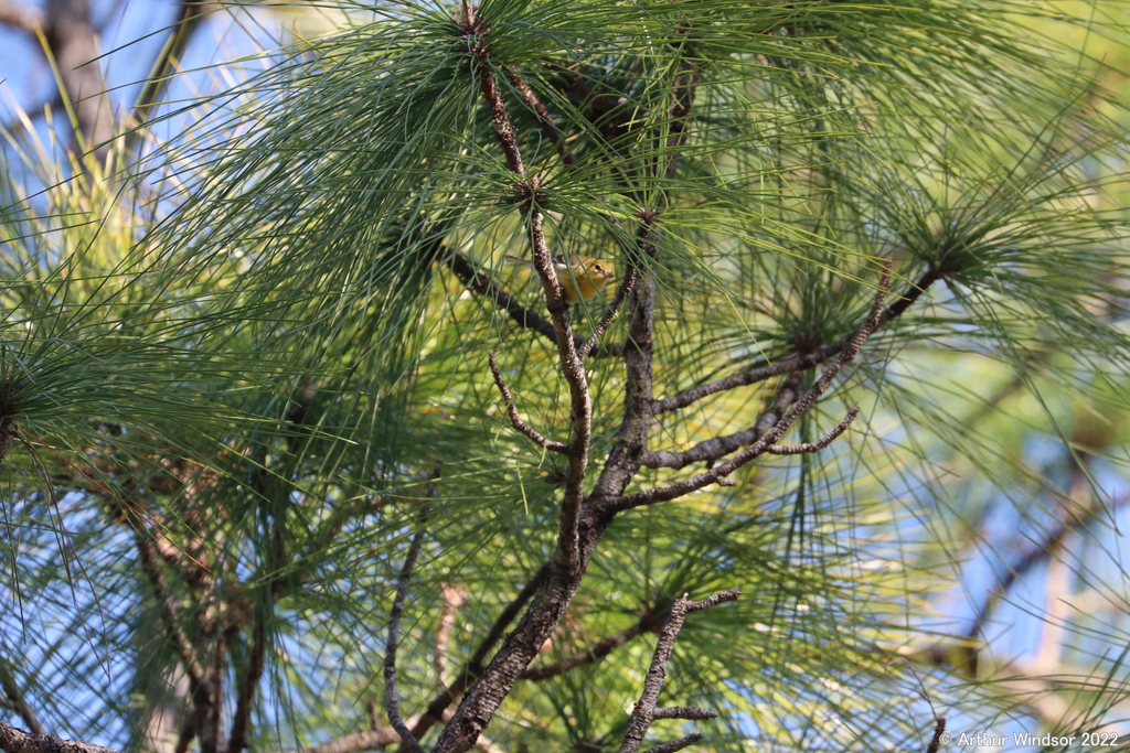 Pine Warbler from John C. and Mariana Jones/Hungryland Wildlife and ...