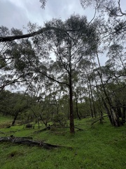 Eucalyptus radiata radiata