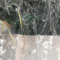 Trichonephila fenestrata