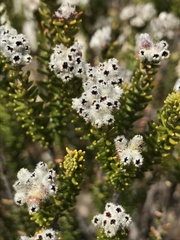 Phylica ericoides