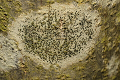 Lecidella elaeochroma