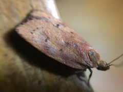 Phaeosaces coarctatella