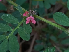 Indigofera linnaei
