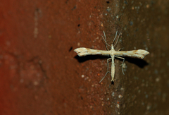 Gillmeria pallidactyla