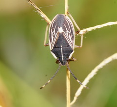 Niarius venosus