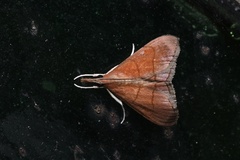 Hemiscopis sanguinea