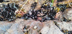 Brachidontes rostratus