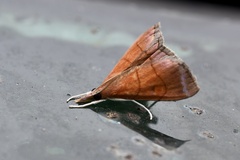 Hemiscopis sanguinea