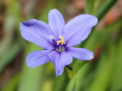 Aristea ecklonii