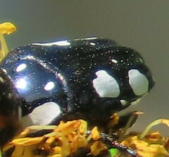 Mausoleopsis amabilis