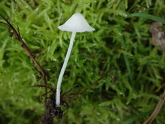 Hemimycena cucullata