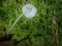 Hemimycena cucullata