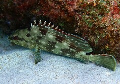 Epinephelus labriformis