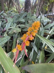 Aechmea aquilega