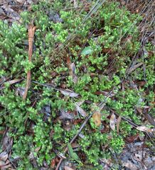 Acrotriche serrulata