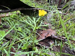 Ranunculus glabrifolius