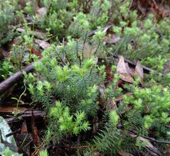 Acrotriche serrulata