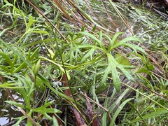 Ranunculus glabrifolius
