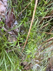 Ranunculus glabrifolius