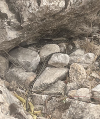 Hemorrhois hippocrepis