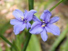 Aristea ecklonii
