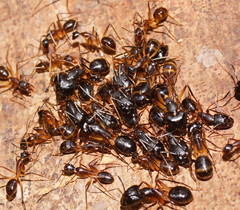 Camponotus confusus