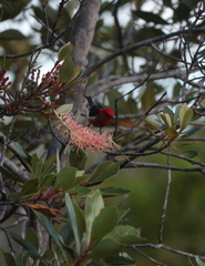 Myzomela caledonica
