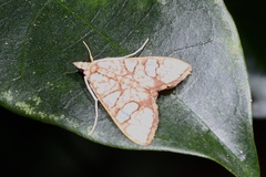 Glyphodes canthusalis