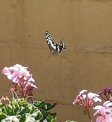 Papilio demodocus demodocus