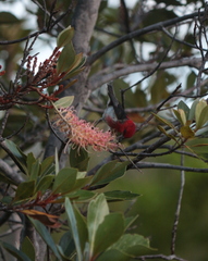 Myzomela caledonica