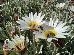 Arctotis stoechadifolia
