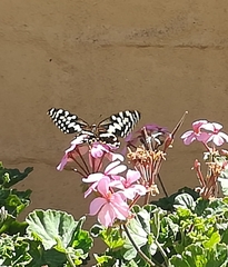 Papilio demodocus demodocus