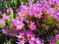 Lampranthus stipulaceus