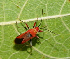 Astacops viridiventris