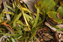 Abrotanella caespitosa