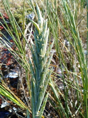 Thinopyrum distichum