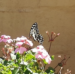 Papilio demodocus demodocus